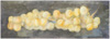 Sarjasta rypäleitä / From series of Grapes, 2009, 18 x 51 cm 